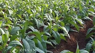 Cultivation of tobacco: കാസര്‍ഗോഡിലെ പുകലയിലകൃഷി