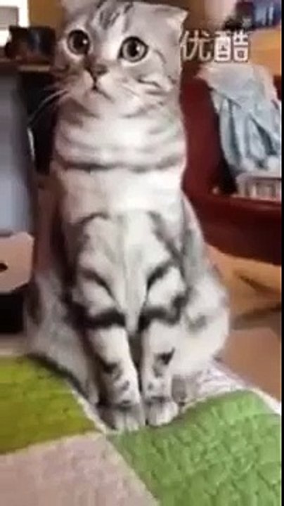 cat cute clip doing funny