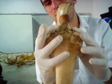 Anatomia Veterinaria(Monitoria UCB : Sérgio Santalucia)