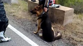 Perro abandonado en medio de la carretera