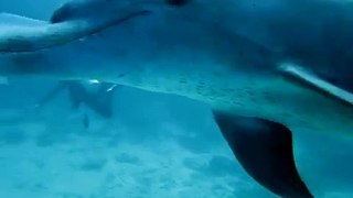 Delfin spielt mit Qualle im roten Meer
