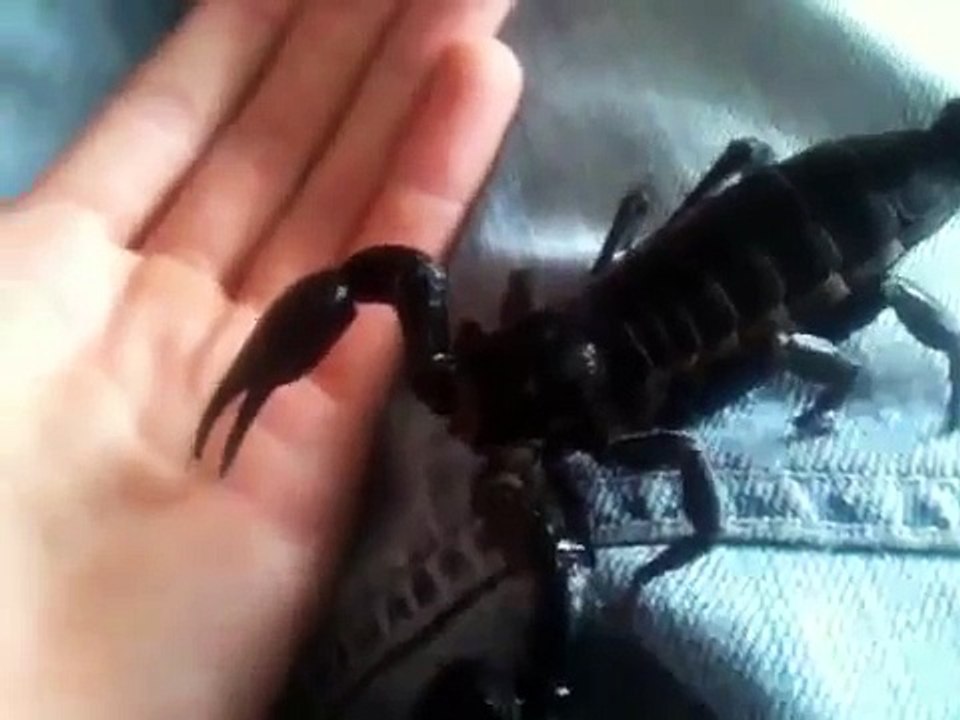 A quick look at my giant forest scorpion