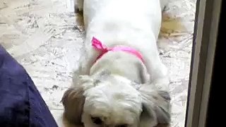 Sophie the Bichon Shih tzu shows her playful side at itzaClip! Doggy Day Spa