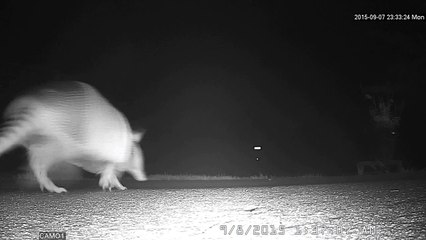 charlotte county,florida  giant prehistoric rat killing my lawn