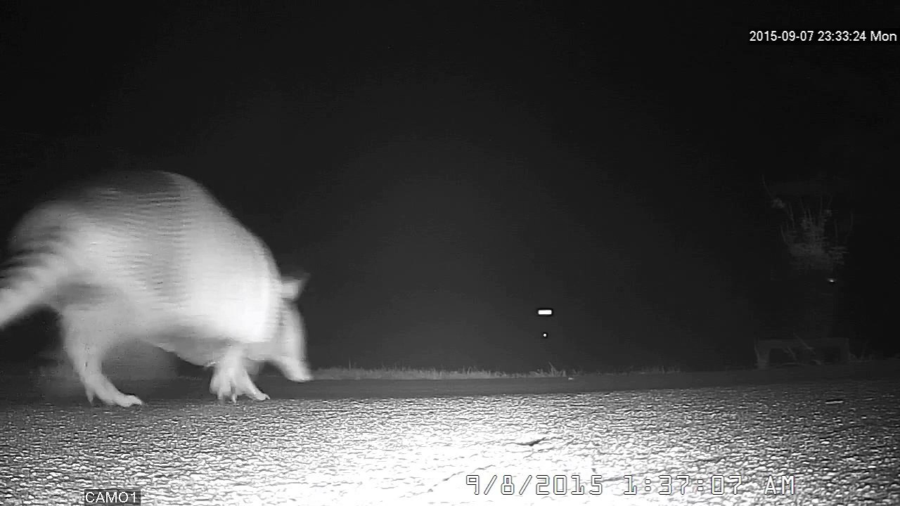 charlotte county,florida  giant prehistoric rat killing my lawn