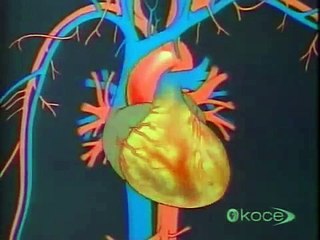 Dr. Ignarrao Nitric Oxide - Liquid Arginine