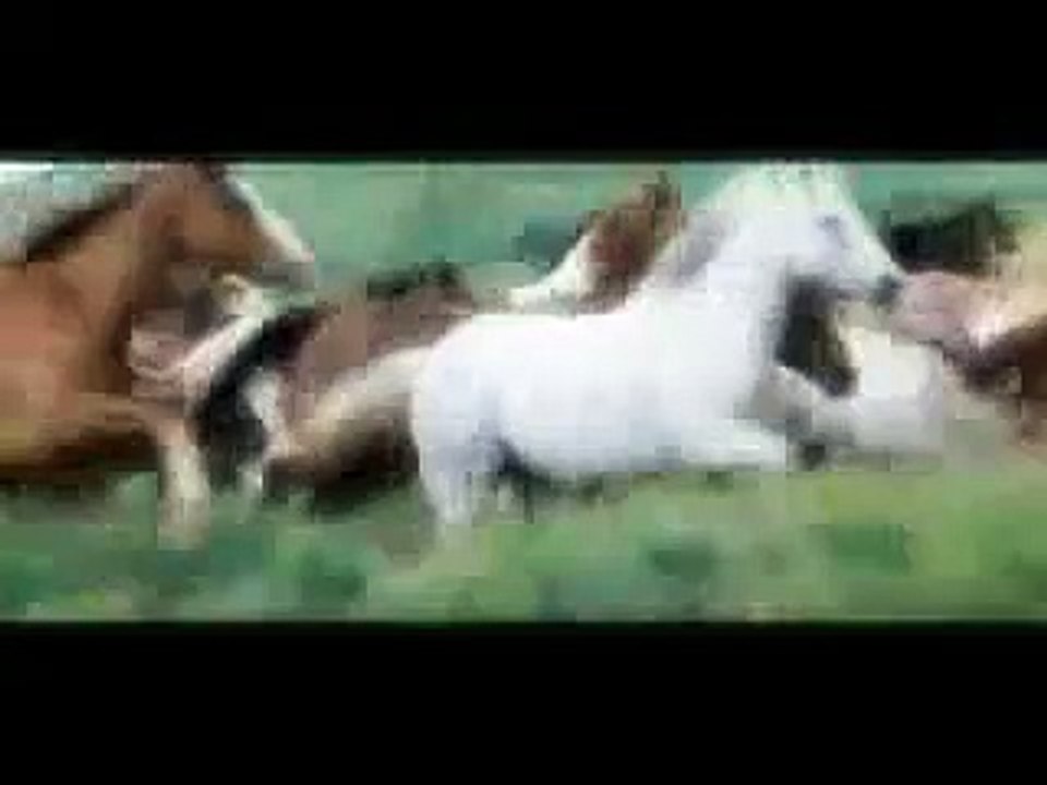 Flicka-Wild Horses