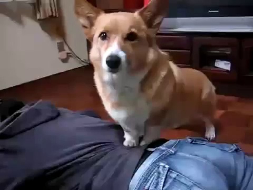 repost corgi