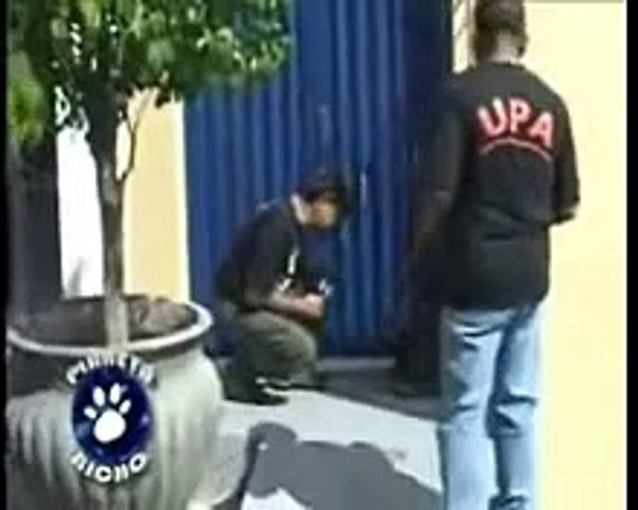CÃO COM SARNA NEGRA ENCONTRADO - Planeta Bicho