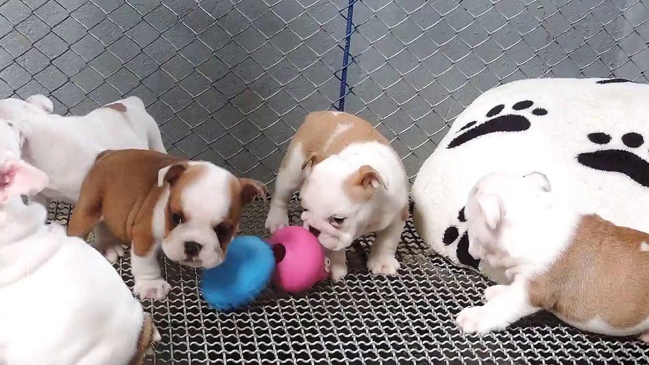 CACHORROS BULLDOG INGLES