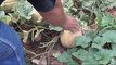 Cantaloupe -When to Harvest - July 2011