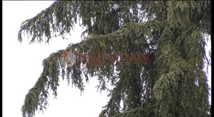 Shqipëria pritet të përfshihet nga një stuhi e pazakontë për fillim shtatorit