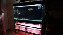 135 gallon fish tank aquarium - rtg arowana, distichodus, flagtail