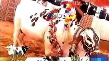mulk ki sub say bari mandi, main premi jora