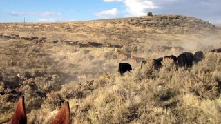 Cattle trailing home from the hills up dusty hillside runaway heifers