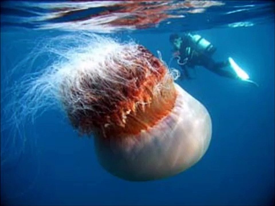 gli animali piu grandi del mondo