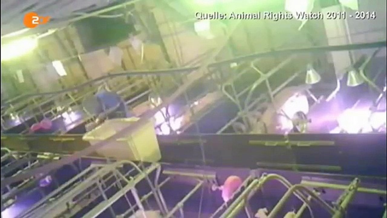 Straathof-Schweine-Betrieb geschlossen