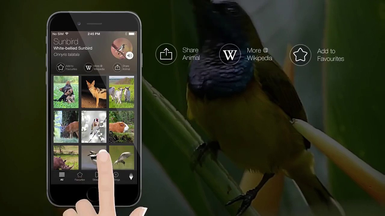 Animal Explorer: Sounds and Photos