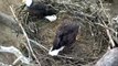 Belle Eats Headless Fish - Dad Does Nest Repairs - Feb 4 2015 - NCTC Eagles