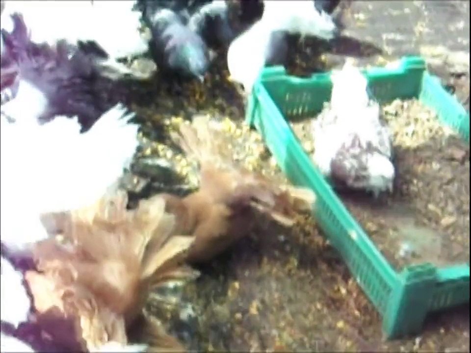 PORUMBEII MEI+[MOLDOVA]+PIGEONS [1080pHD]