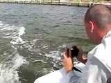 Dolphins Chase Tourists - Marco Island, Florida