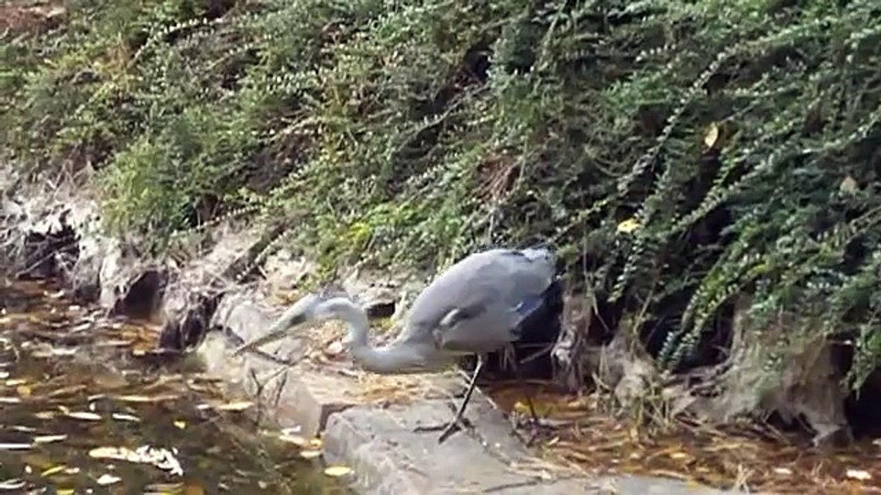 Graureiher in Aktion!