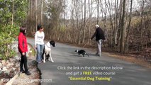 Advanced Dog Training Methods - Dog Training Commands