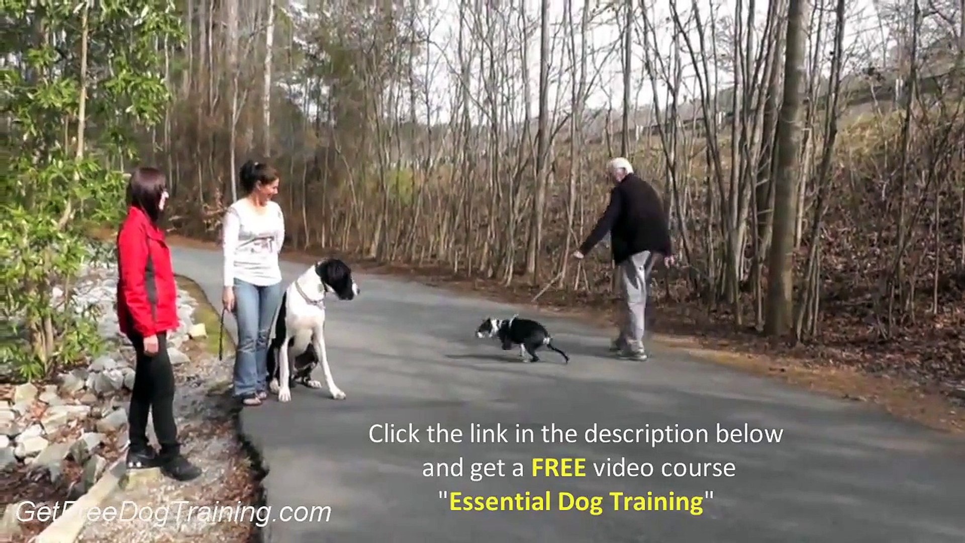 ⁣Advanced Dog Training Methods - Dog Training Commands