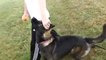 Gussy Gymor in Training (Dark Sable long coat German Shepherd Dog)