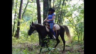 Cocoa Smooth Gaited Beginner SAFE Rocky Trail Horse Deluxe For Sale