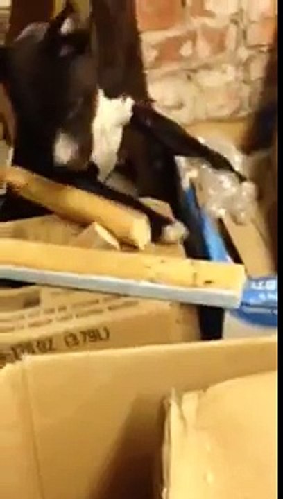 Funny Dog Video