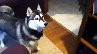 Funny Dog howls at answering machine