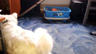 Funny dog loves chasing hoover