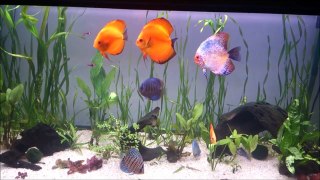 Peces Disco, Acuario de 450l