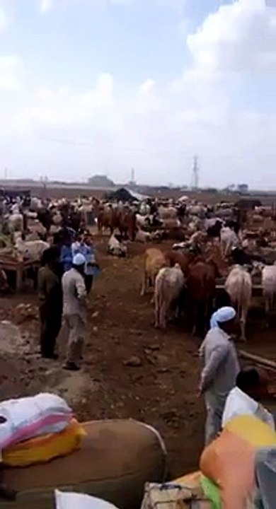 Aj bhe mandii ma bhot truck ae hain 2015