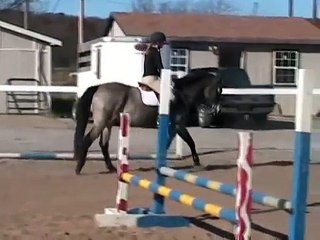 Hunter/Jumper for Sale(flat video)