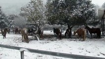 סוסים בשלג חלק 1- חוות הבוקרים#מרום גולן