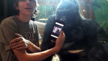 He showed a gorilla photos of other gorillas on his phone. Watch the gorilla s reaction!