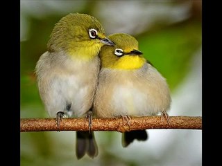 Bheegi Bheegi Raaton Mein (Instrumental)