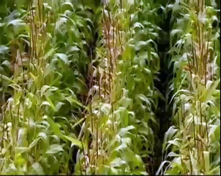 Swedish woman was Christian and converted to Islam and wearing the veil