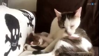 Super cute kitten copies her mom Funny Animals