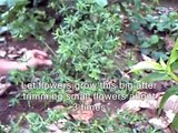 How to Coriander seeds - Como cocechar semillas de Recao