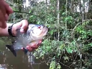 Hunharca ısıran Pirana