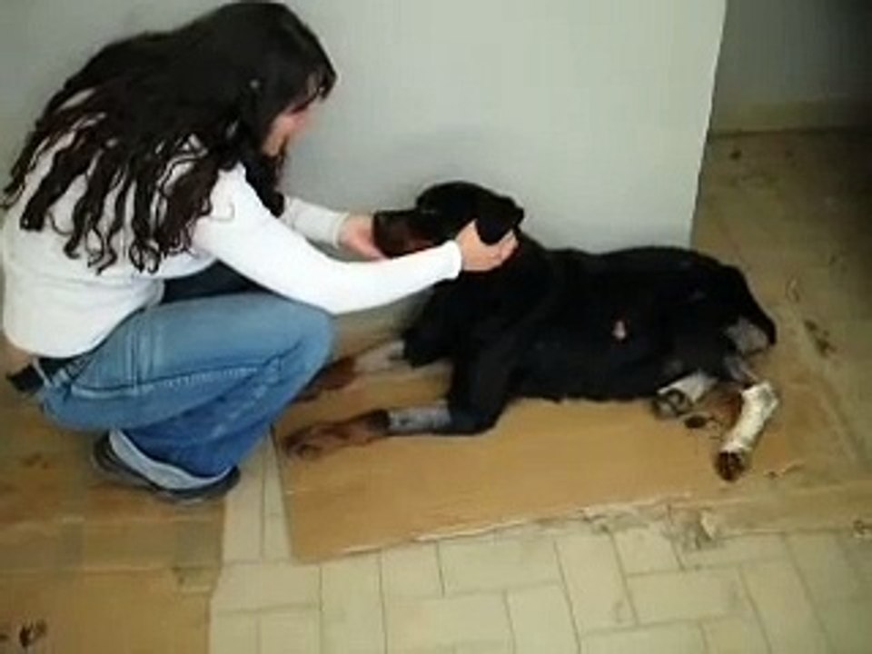 alma e la grattata magica video