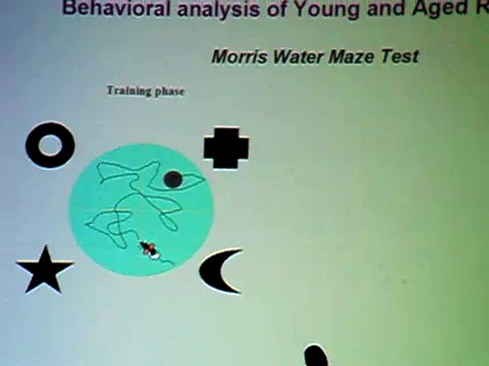 Training young and age mouse