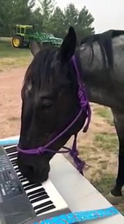 Un cheval joue du piano