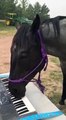 Un cheval joue du piano