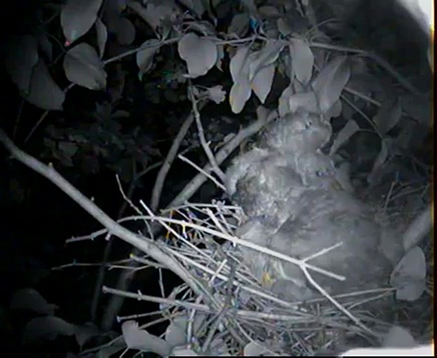 CAT KILLING CHICKS IN NEST