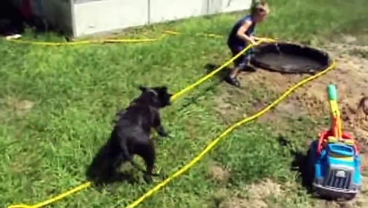 Compilation de chiens qui aiment l'eau