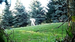 Air horn golf prank!